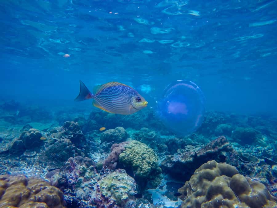 Phi Phi & Bamboo Islands: Premium Day Trip w/ Seaview Lunch - Pileh Lagoon is the day’s best swim
