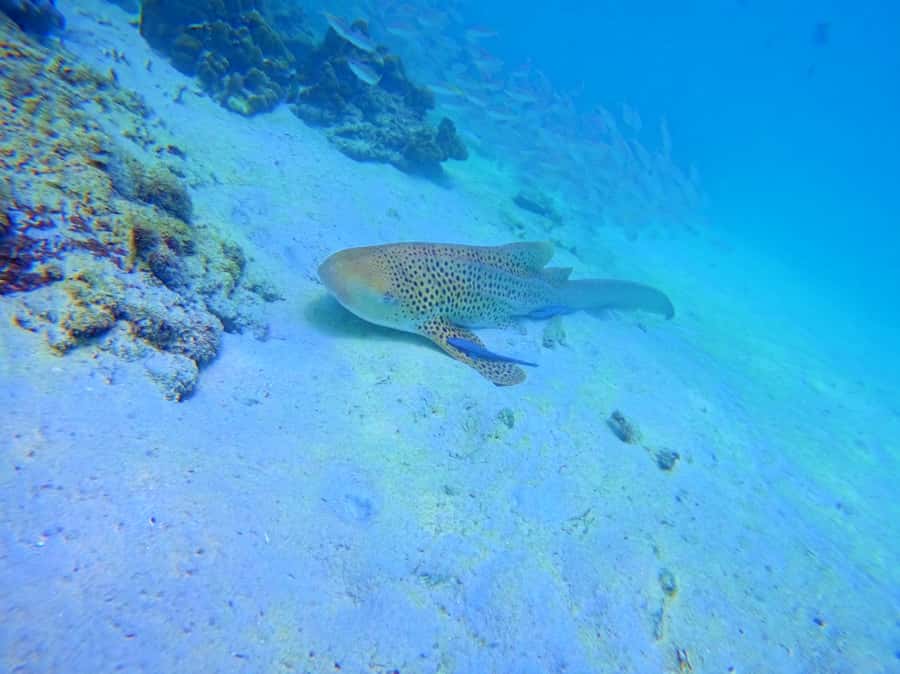 Phi Phi & Bamboo Islands: Premium Day Trip w/ Seaview Lunch - Bamboo Island gives you the classic beach start