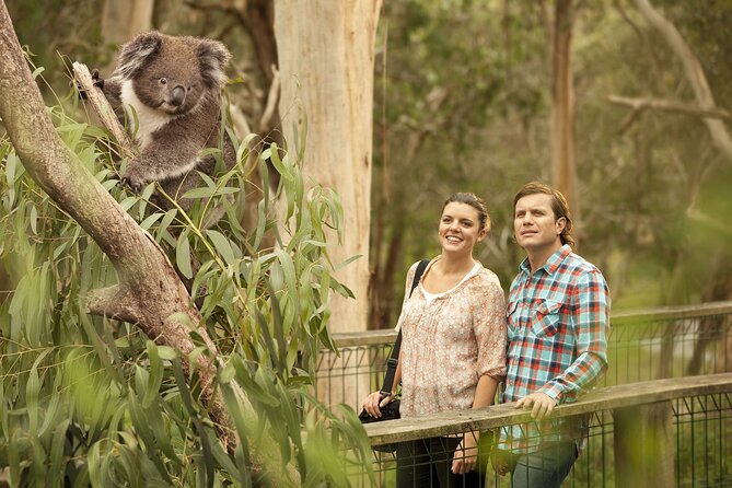Phillip Island Day Trip from Melbourne with Penguin Plus Viewing Platform - The Koala Conservation Reserve starts the wildlife story