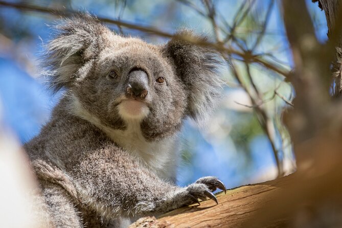 Phillip Island Penguin and Koala Highlights Day-Trip from Melbourne - Cowes, dinner, and a useful break