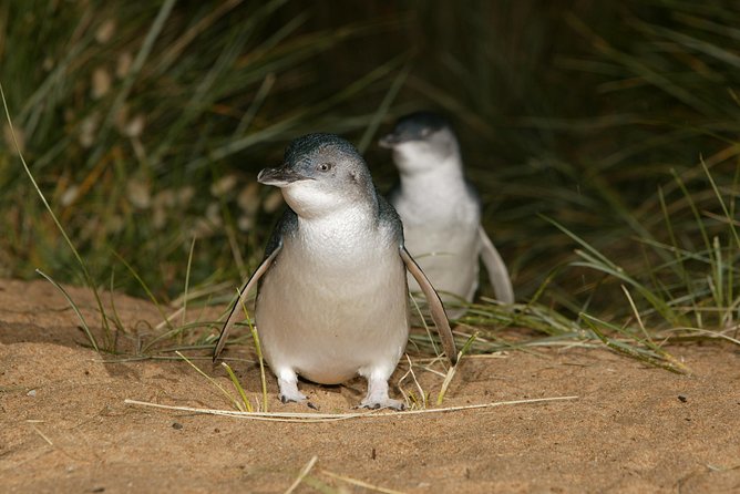 Phillip Island Penguin and Koala Highlights Day-Trip from Melbourne - Walking the Nobbies boardwalks