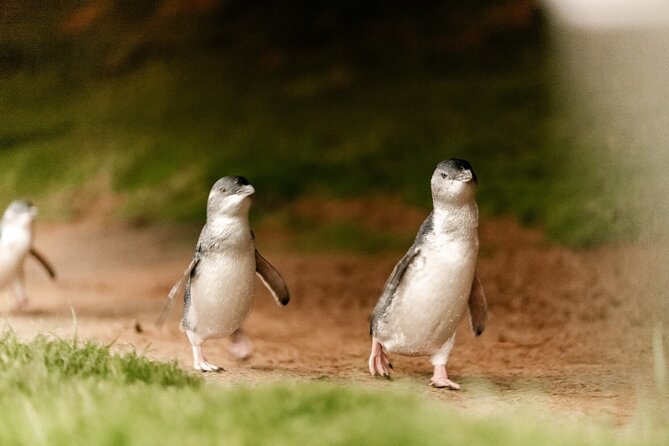 Phillip Island Penguin and Koala Highlights Day-Trip from Melbourne - Watching the penguins from general viewing