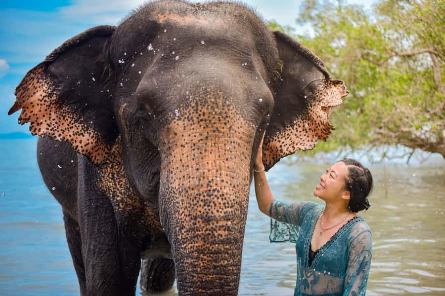 Phuket: Lily Elephant Half day Trip on the Beach with lunch - What happens when you arrive at Lily Elephant Camp