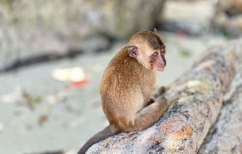 Phuket: Phi Phi Islands and Maya Bay Day Trip with Lunch - Phi Phi Leh, Lo Sama Bay, and Pileh Lagoon