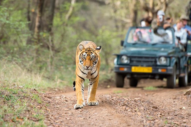 Ranthambore Tiger Safari Day trip from Jaipur - All Inclusive - The real shape of this Jaipur to Ranthambore day