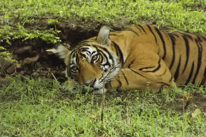 Ranthambore Tiger Safari Day trip from Jaipur - All Inclusive - Lunch can feel rushed