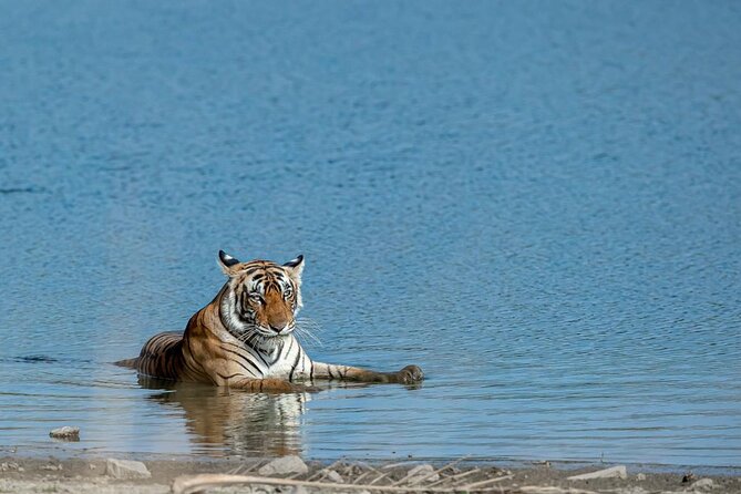 Ranthambore Tiger Safari from Jaipur – 1 or 2 Days - Key points before you book