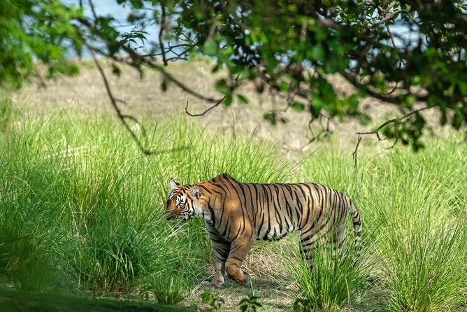 Ranthambore Tiger Safari from Jaipur – 1 or 2 Days - The return to Jaipur