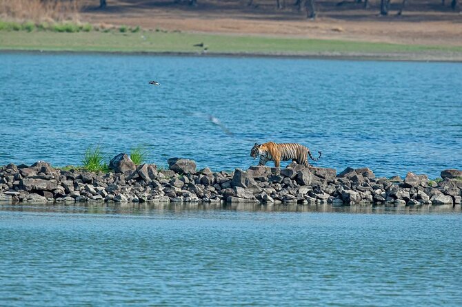 Ranthambore Tiger Safari from Jaipur – 1 or 2 Days - The Jaipur pickup and the long road south