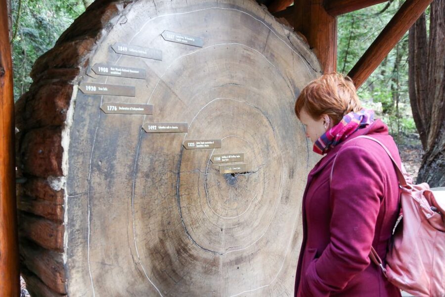 San Francisco: Muir Woods and Sausalito Half-Day Trip - Returning by mini-bus or ferry