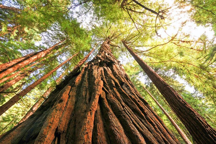 San Francisco: Muir Woods and Sausalito Half-Day Trip - Who should book this Muir Woods tour