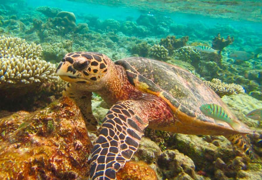 Similan Islands Early-Bird Tour From Phuket and Khao Lak! - Key points to know before booking