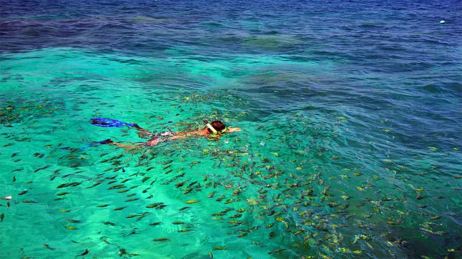 Similan Islands Early-Bird Tour From Phuket and Khao Lak! - Three snorkeling stops and the chance of turtles