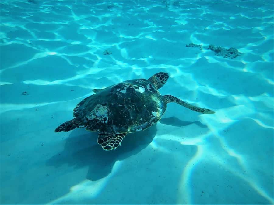 Similan Islands Early-Bird Tour From Phuket and Khao Lak! - The real cost of a $125 day