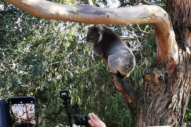 Small-Group Great Ocean Road Day Trip from Melbourne - The guide can shape the whole day