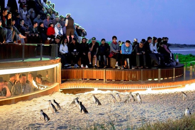 Small-Group Phillip Island Afternoon Day Trip from Melbourne - Why the little penguins are worth the long ride