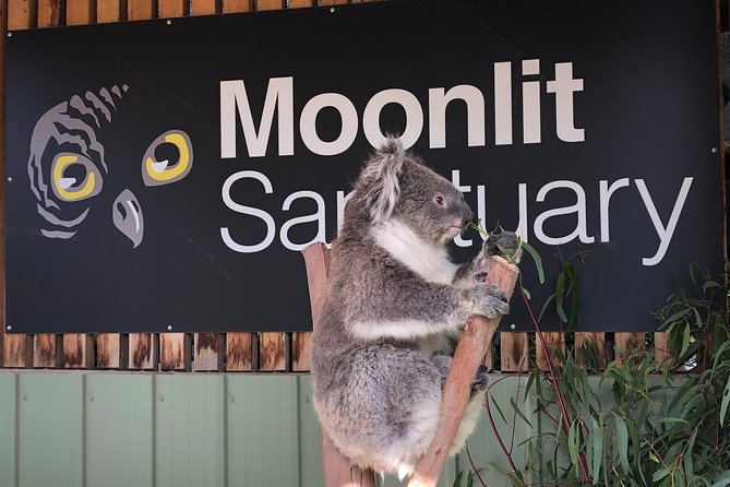 Small-Group Phillip Island Afternoon Day Trip from Melbourne - Choosing your Penguin Parade seat