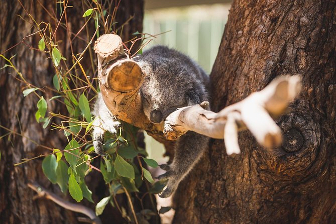 Small-Group Phillip Island Afternoon Day Trip from Melbourne - Price and value at $150.01