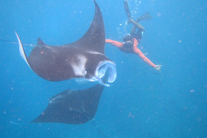 Snorkeling Day Trip To Lembongan and Penida - Three snorkel sites, one busy manta question