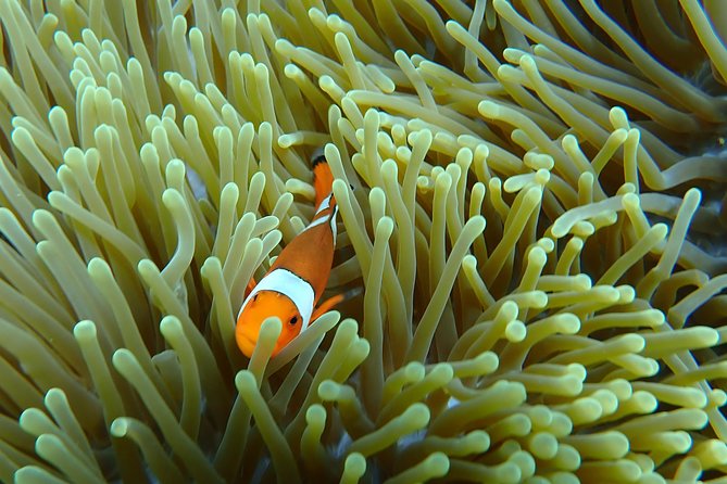 Snorkeling Day Trip To Lembongan and Penida - Coral, fish, and calmer second and third stops