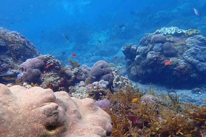 Snorkeling Day Trip To Lembongan and Penida - Indonesian buffet lunch and a needed shower