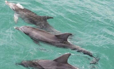Sydney: Jervis Bay Day Trip with Dolphins, Roos & Beach Time