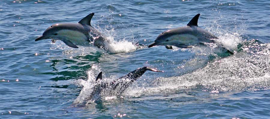 Sydney: Port Stephens Dolphin Cruise & Sandboarding Day Trip - FAQ