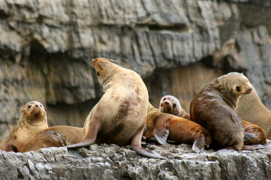Tasman Peninsula Day Trip with Cruise & Devils from Hobart - Key points to know before booking