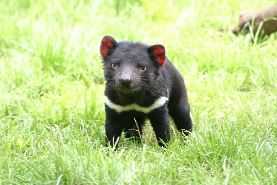 Tasman Peninsula Day Trip with Cruise & Devils from Hobart - Is $230 good value?