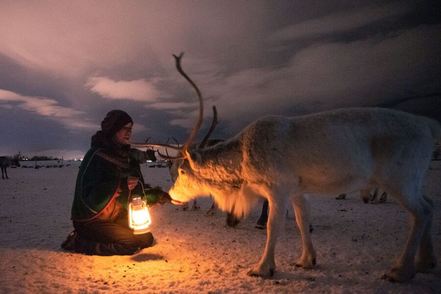 Tromsø: Reindeer Sled, Dinner, and Chance of Northern Lights - Key points at a glance