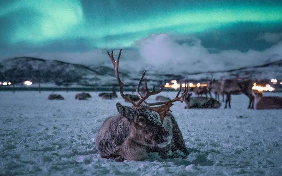 Tromsø: Reindeer Sled, Dinner, and Chance of Northern Lights - Meeting the reindeer after dark