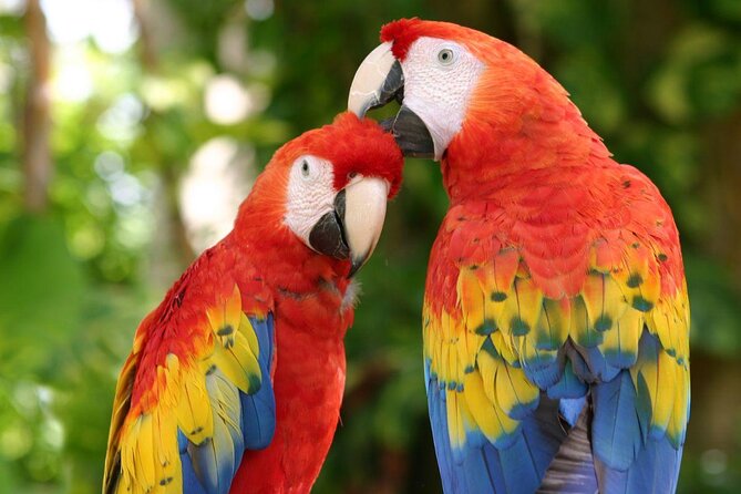 Xcaret Park Day Trip, transportation and Cultural Night Show - Key Things to Know Before Booking