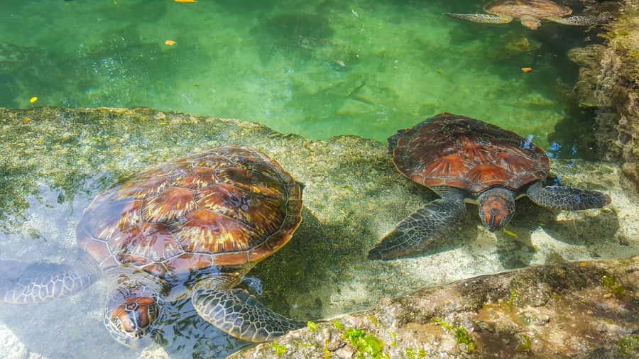 Zanzibar: Nungwi Turtle Aquarium Guided Half-Day Trip - Feeding the turtles with seaweed